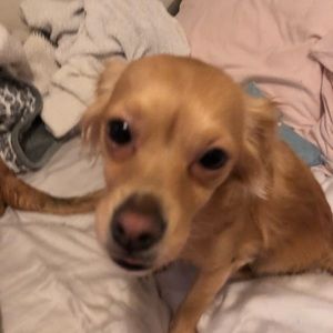 Meet your Posher, Catie